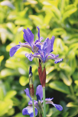 Iris